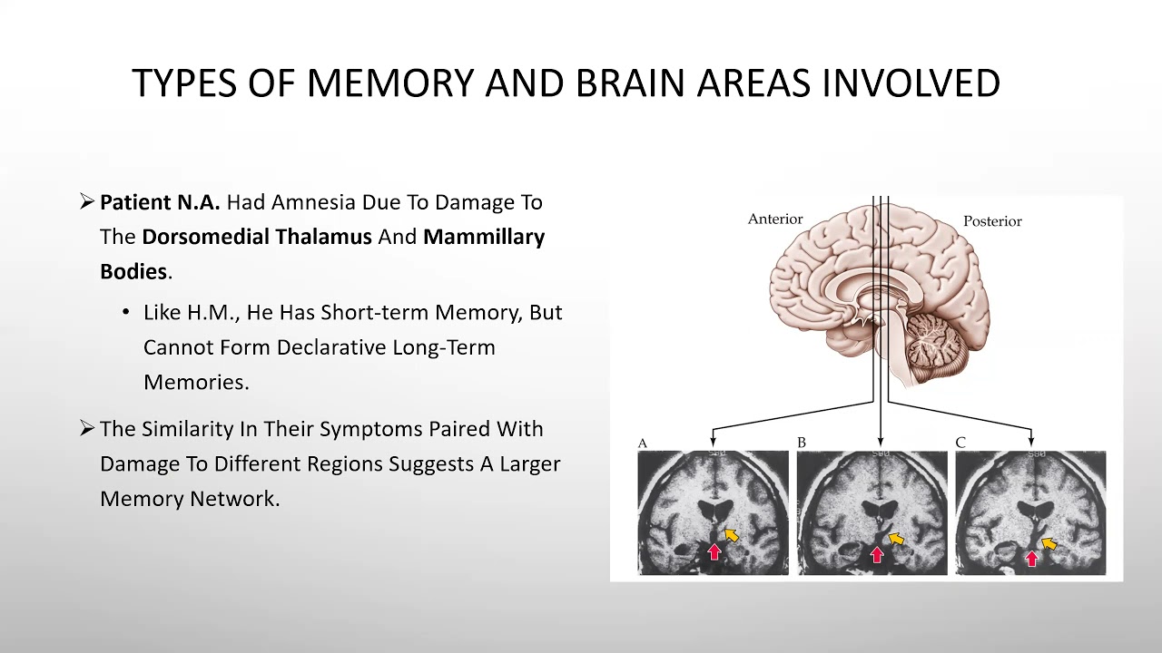 Biopsychology_Learning and Memory