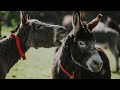 Answers To Common Donkey Behaviour Problems The Donkey Sanctuary Webinars