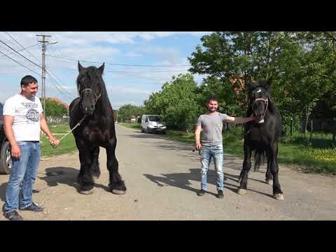 Caii lui Costi Motica de la Baba Novac, Satu Mare - 2019