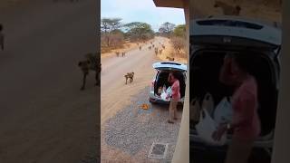 Quando a natureza não perdoa erros #curiosidades #bichos #animais