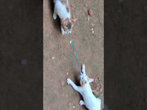 my cat 😍😍    😂😂   👌👌👍