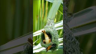 Download lagu Viral Video: Incredible Baya Weaver Bird Builds Amazing Nest in 24 Hours #birds #birdslover mp3 Download lagu Viral Video: Incredible Baya Weaver Bird Builds Amazing Nest in 24 Hours #birds #birdslover mp3