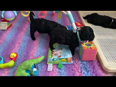 ポルトガルの水犬