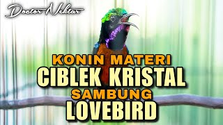 Download lagu KONIN GACOR MATERI CIBLEK KRISTAL SAMBUNG LOVEBIRD COCOK BUAT BAHAN KOLIBRI NINJA FULL ISIAN MEWAH mp3