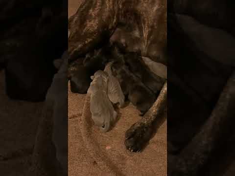 1st Dual Registered Cane Corso Litter @ Mizan K9 Kennel, LLC