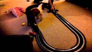 Weiner dog goes crazy with race cars