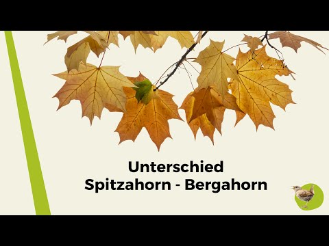 Woran erkenne ich den Unterschied von Spitzahorn und Bergahorn?