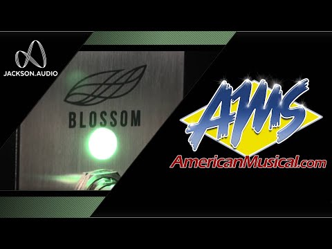 Jackson Audio Blossom Compressor - with Original Box image 6