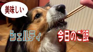 【シェルティ】今日のご飯【フランス田舎暮らし🇫🇷】#犬の散歩 #賢い犬 #犬のいる暮らし #マイペースな犬