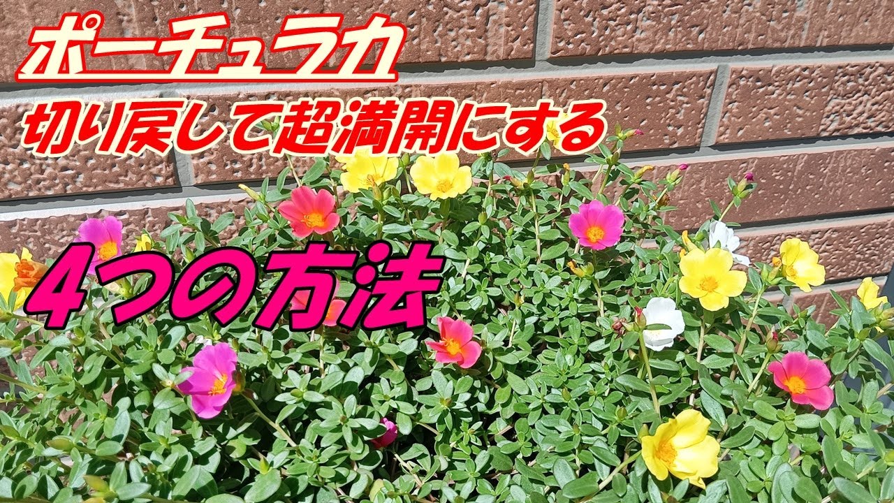 【花】ポーチュラカの育て方・切り戻し