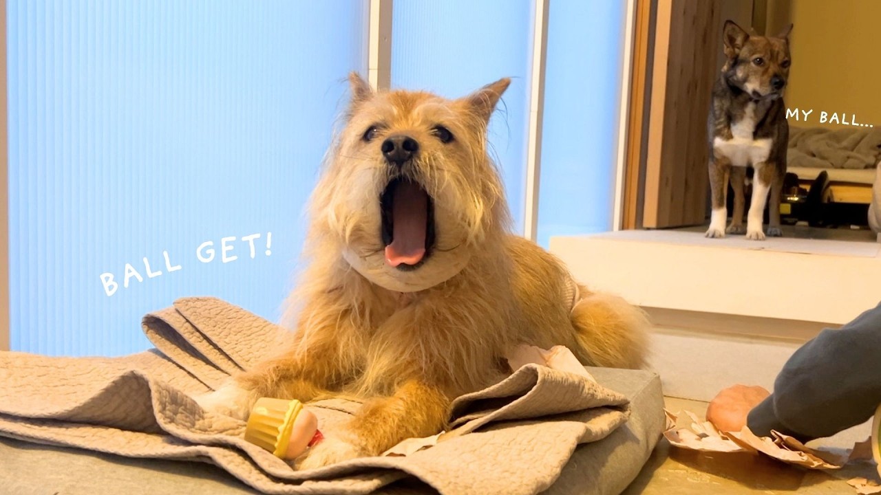 パパとチャーリーの遊びに割り込む元気が出てきた｜ポテ術後３日目