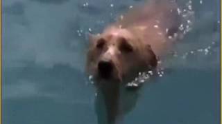 YO QUISIERA SER  CIVILIZADO COMO LOS ANIMALES ....ROBERTO CARLOS......OBARA KOSSO