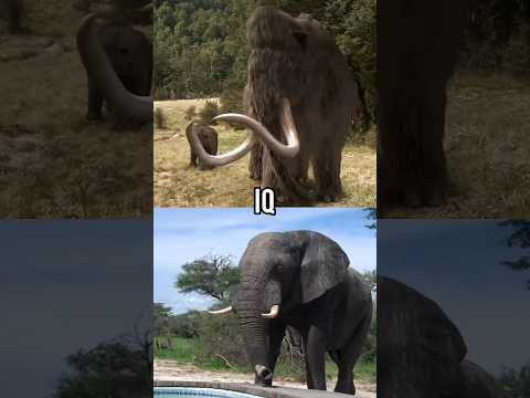 Mammoth VS Elephant
