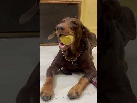 Funny Doberman|Doberman| Dog #kids #dog #funny