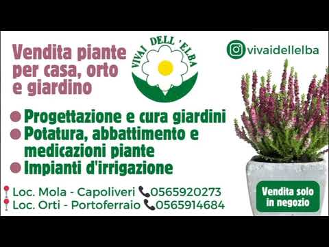 AUDACE vs FORCOLI - 20° Giornata - Prima Categoria - Girone D