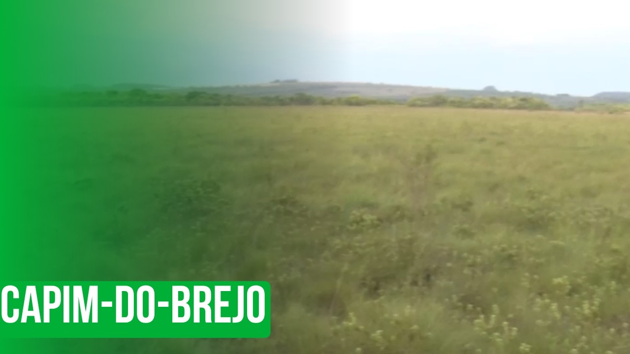 Capim-do-brejo
