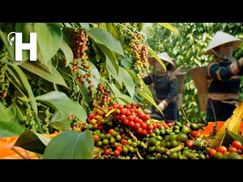 , title : 'How Vietnamese Farmers Produce Tons of Black Pepper -  Black Pepper Farming @HappyFarm85'
