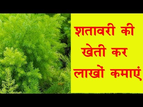 Benefits of shatavari plants