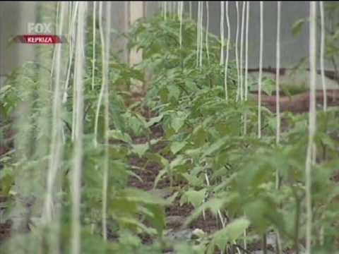 Domacin o zujalici 17-18-4-2010.avi