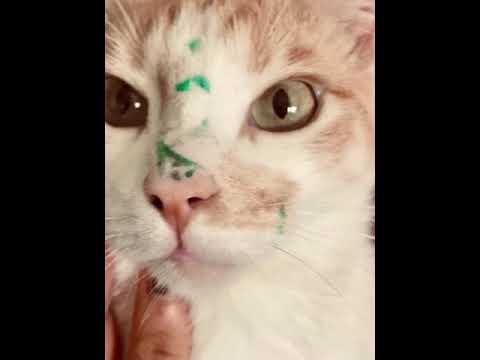 Mi pana es un gatito (ojitos de coper) - Origami Azul & Ben Yart & Rizos1000 prod