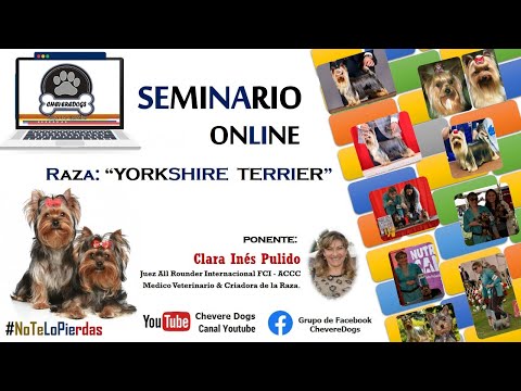 YORKSHIRE TERRIER | SEMINARIO ONLINE | FEAT. CLARA INES PULIDO | #CHEVEREDOGS