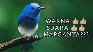 Download lagu MENGENAL BURUNG KEHICAP RANTING BESERTA HARGANYA., mp3 Download lagu MENGENAL BURUNG KEHICAP RANTING BESERTA HARGANYA., mp3