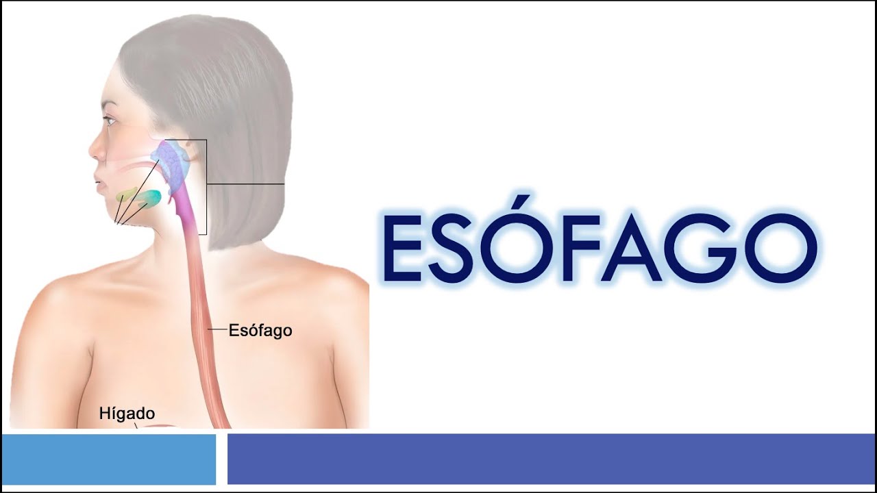 HISTOLOGÍA del ESÓFAGO