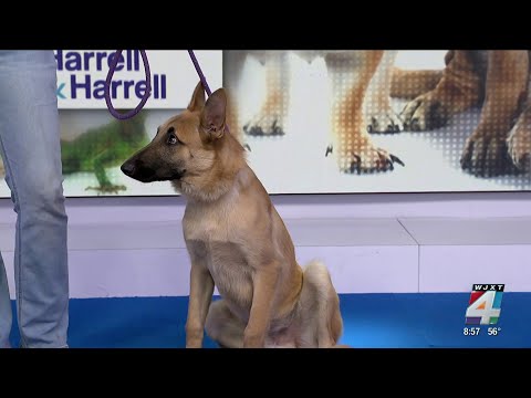 4's Pet Project with Dean - YouTube