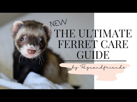 , title : 'Ultimate Ferret Care Guide 2021 NEW'