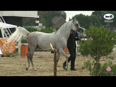 N 151 KARAMASOV SGE   Arabian Horse Weekend 2021   International