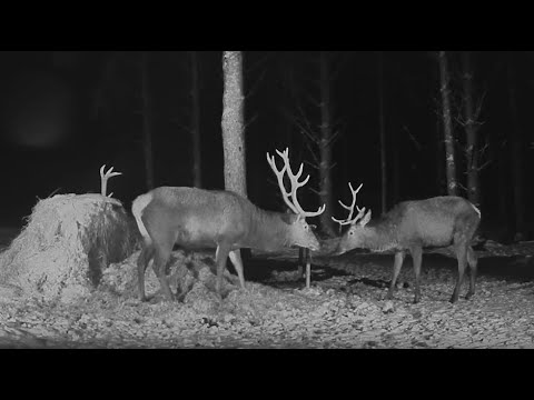 2023-02-24 Hirvekaamera, Ford bothers Norman, red deer fighting