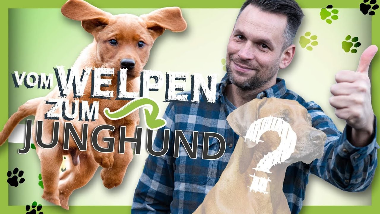 Vom Welpen zum Junghund [4 Grundlagen für eine gute Entwicklung]