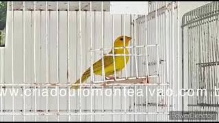 DESACATO CMA