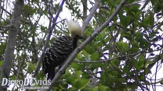 preview picture of video 'Celeus flavescens: Picidae - Blond-crested Woodpecker'