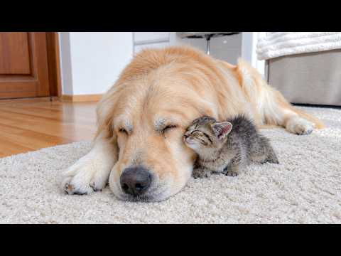 YouTube 썸네일