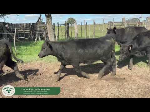 PABLOGUTI _ 47 terneros (24 h + 23 m) de 195 kg en CARLOS TEJEDOR, BUENOS AIRES 10-04-2026