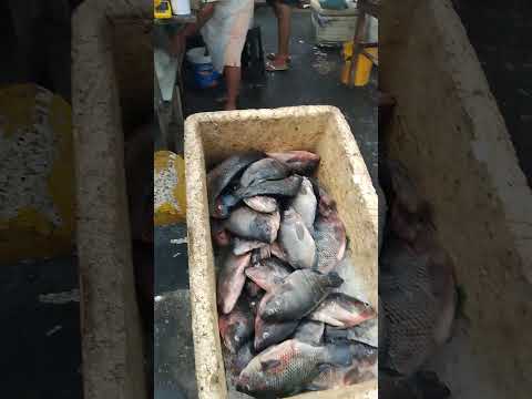 3 de abril de 2026 feira do Peixe de delmiro Gouveia Alagoas