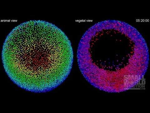 Automated Cell Tracking in an Entire Developing Zebrafish Embryo | 2016 Nikon Small World