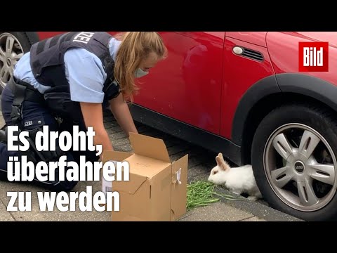 Kaninchen treibt Polizei zur Verzweiflung