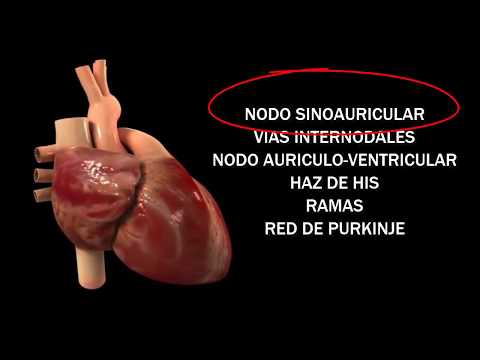 ANATOMIA DEL CORAZÓN Y PERICARDIO