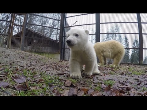 Naissance exceptionnelle d'un ourson polaire au zoo de Mulhouse - Météo à la carte