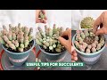 Sukkulentpleje For Begyndere 20 Vigtige Tips Til At Holde Dem I Live
