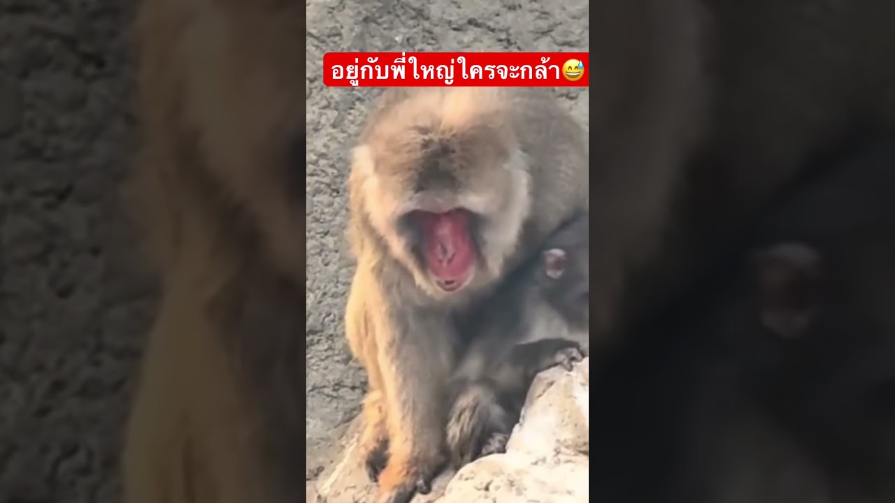 #パンチ #babymonkey #funny #animals #monkey #punch #พันช์คุง #zoo #สัตว์โลกน่ารัก