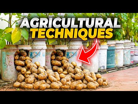 The Farm That Produce Potato Without Soil Will Surprise You | Incredible Agriculture