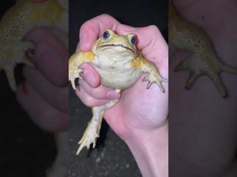 カエルとヒキガエルの色から分かること