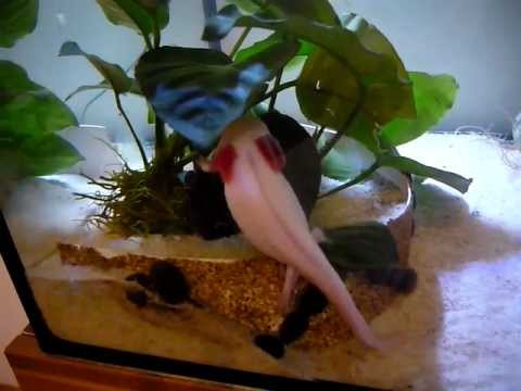 comment prendre soin d'un axolotl