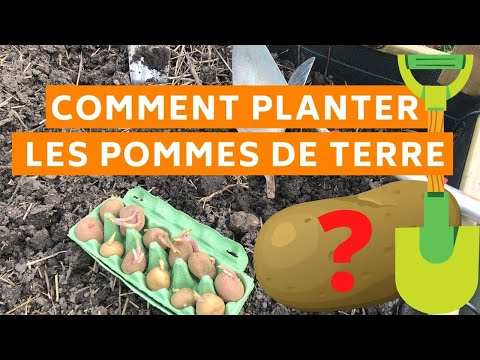 , title : 'Comment planter des pommes de terre (dans un carré potager) ?'
