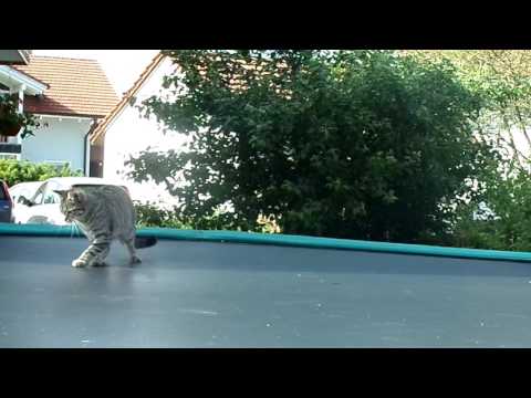 Katze springt wie verrückt auf dem Trampolin herum!