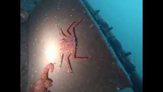 preview picture of video '2014-01-03 Video Composit Diving Statter Harbor'