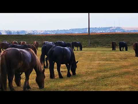 Armonia unei zile ploioase de toamnă - Herghelia Fitero